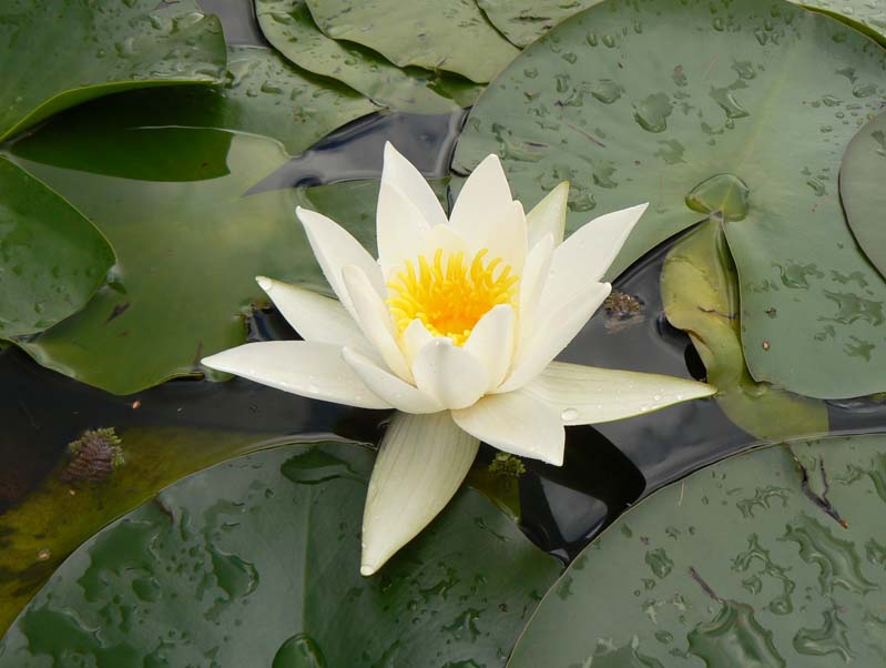 Waterlilies